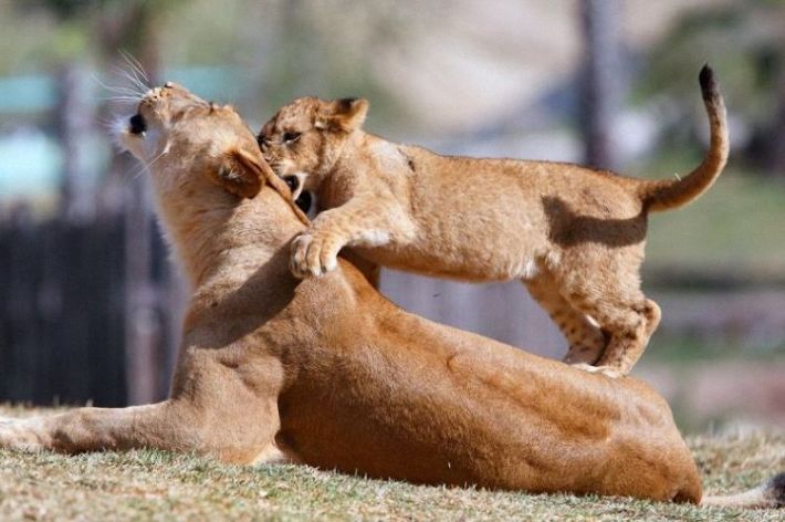 lion love