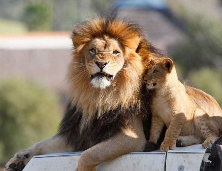 lion love