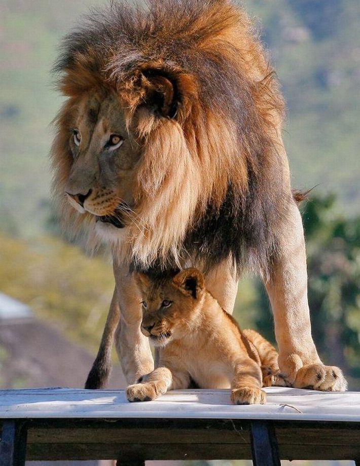 lion love