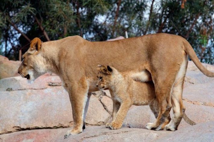 lion love