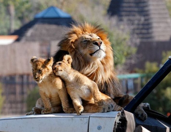 lion love