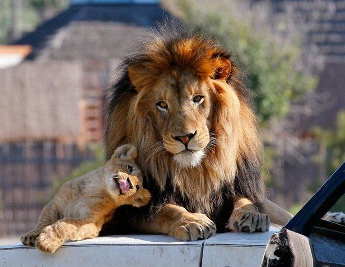 lion love