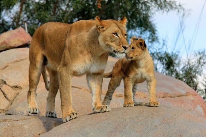 lion love