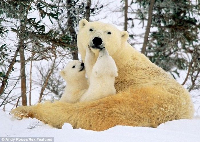 white bears