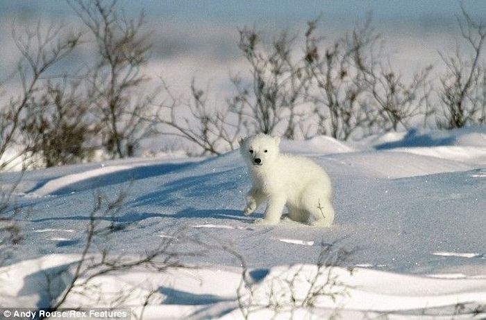 white bears