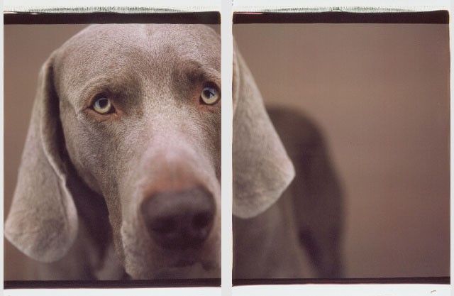 William Wegman photos of dogs