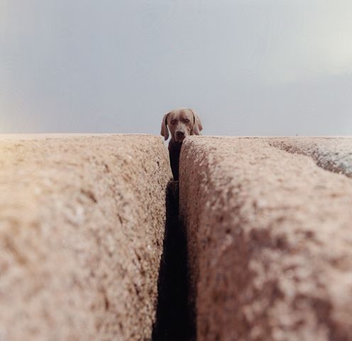 William Wegman photos of dogs