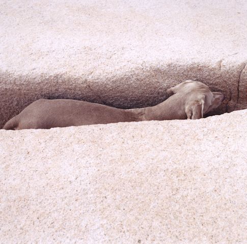 William Wegman photos of dogs