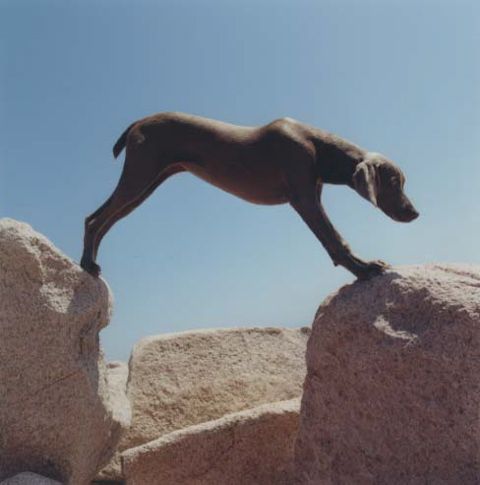 William Wegman photos of dogs