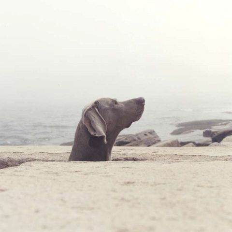 William Wegman photos of dogs