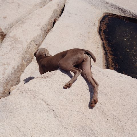 William Wegman photos of dogs