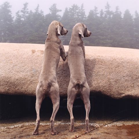 William Wegman photos of dogs