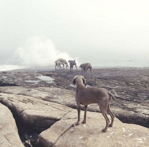 William Wegman photos of dogs