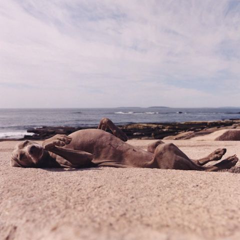 William Wegman photos of dogs