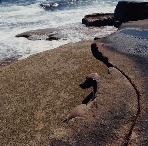 William Wegman photos of dogs