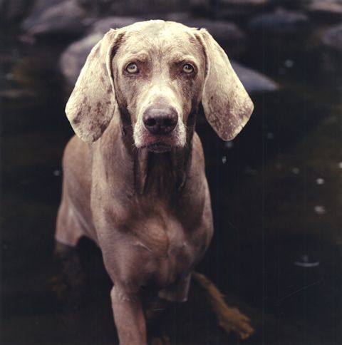 William Wegman photos of dogs