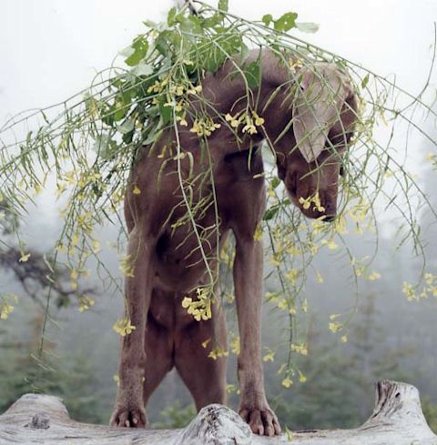 William Wegman photos of dogs