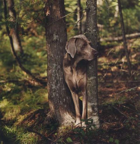 William Wegman photos of dogs