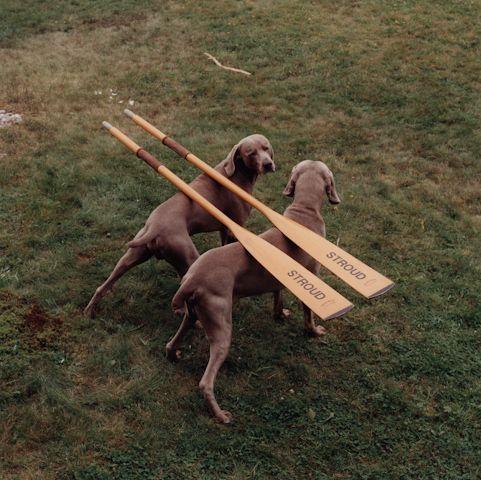 William Wegman photos of dogs