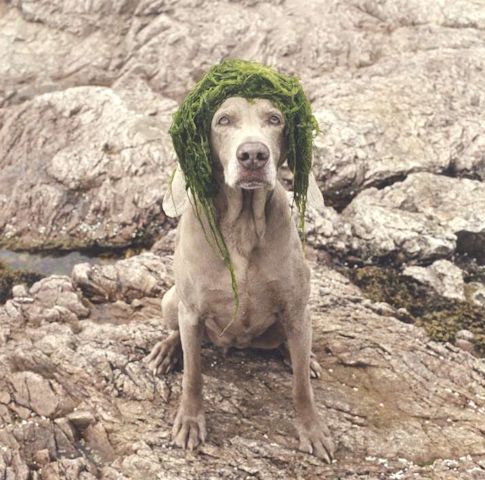 William Wegman photos of dogs