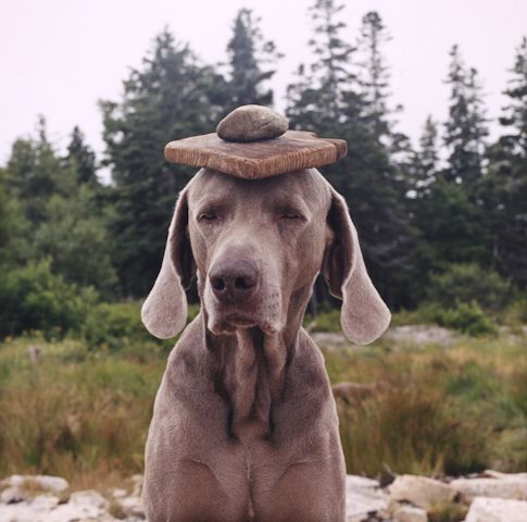 William Wegman photos of dogs