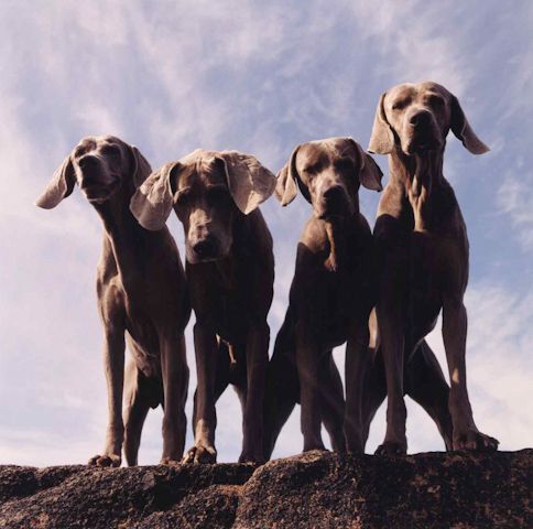 William Wegman photos of dogs