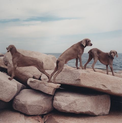 William Wegman photos of dogs