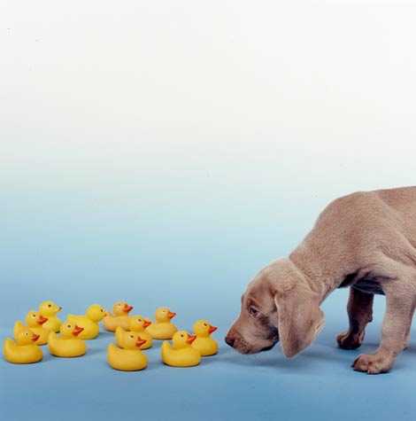 William Wegman photos of dogs