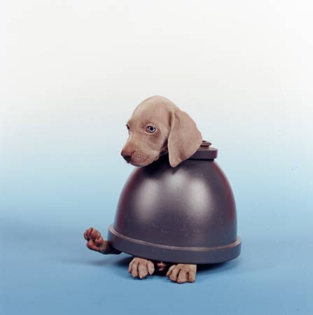 William Wegman photos of dogs