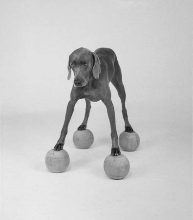 William Wegman photos of dogs