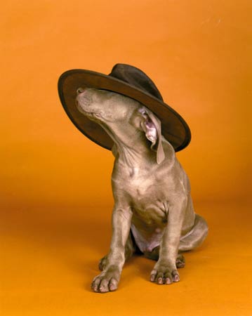 William Wegman photos of dogs