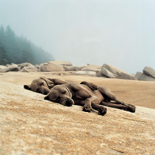 William Wegman photos of dogs