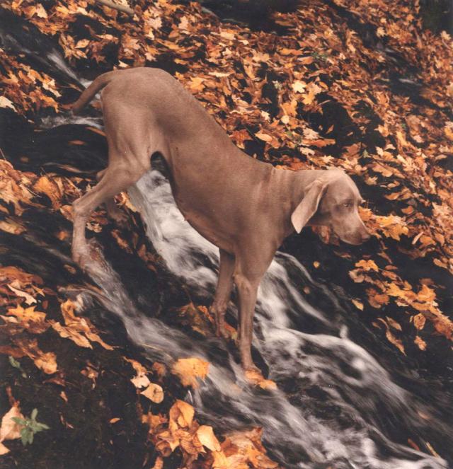 William Wegman photos of dogs