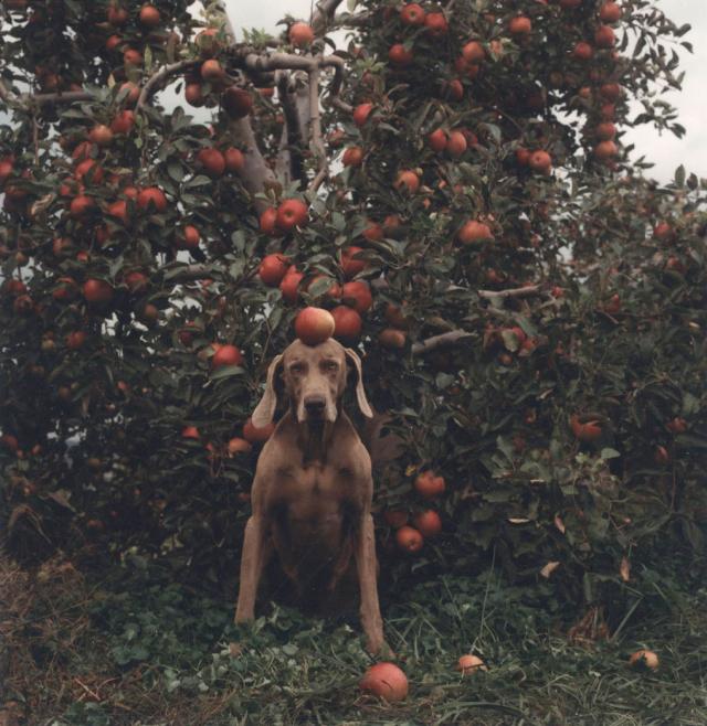 William Wegman photos of dogs