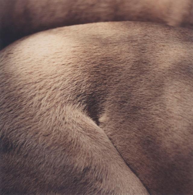 William Wegman photos of dogs