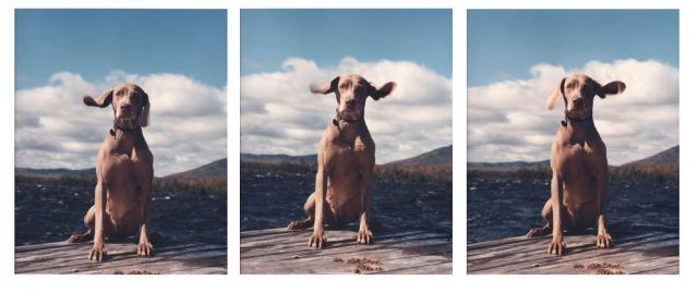 William Wegman photos of dogs