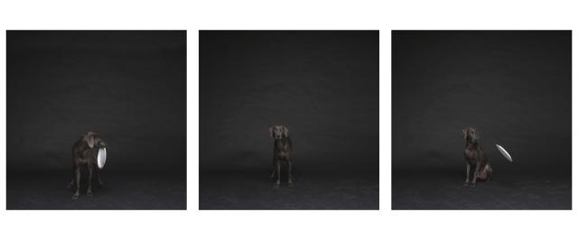 William Wegman photos of dogs