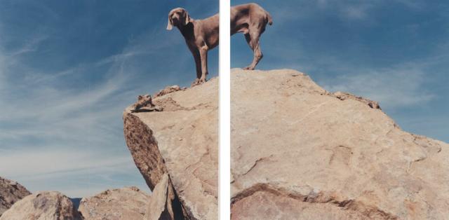 William Wegman photos of dogs