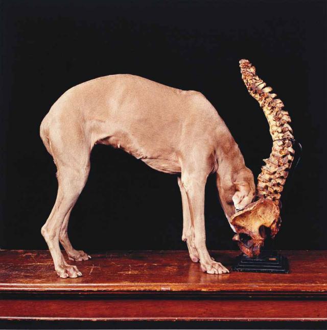 William Wegman photos of dogs