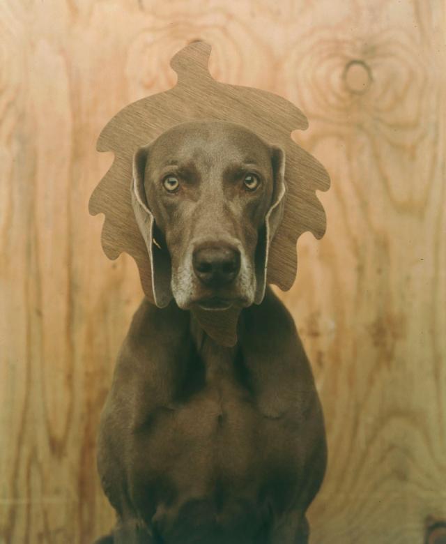 William Wegman photos of dogs