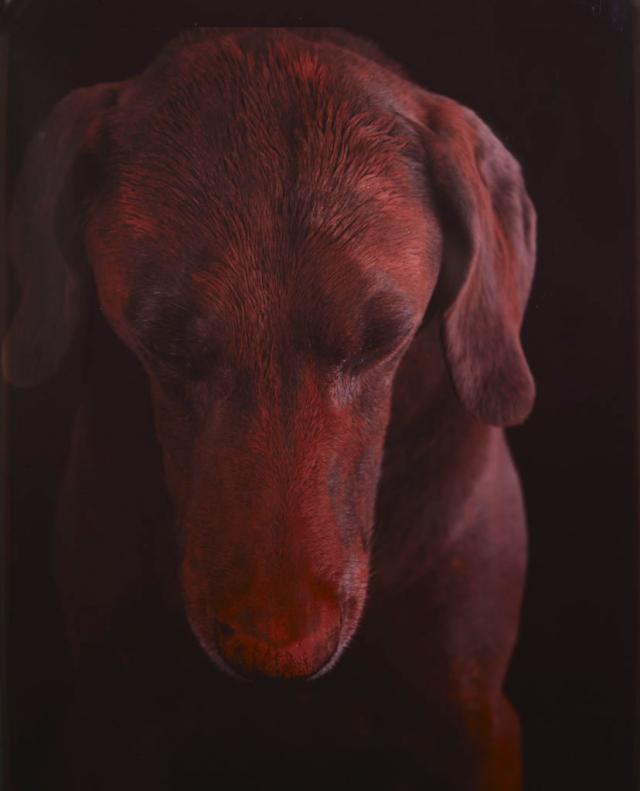 William Wegman photos of dogs