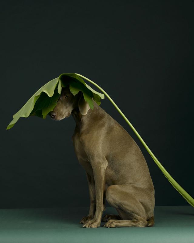 William Wegman photos of dogs