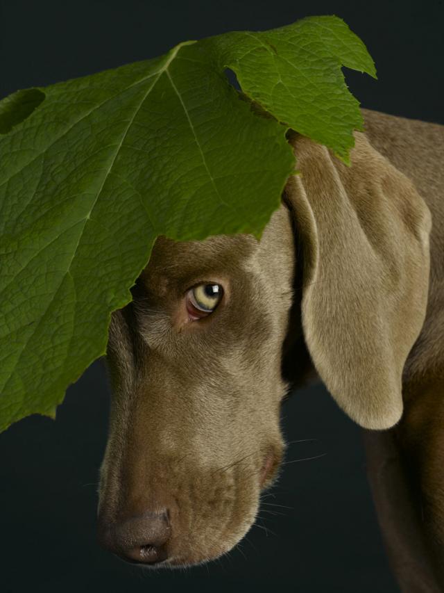 William Wegman photos of dogs