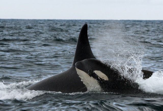 orca whale