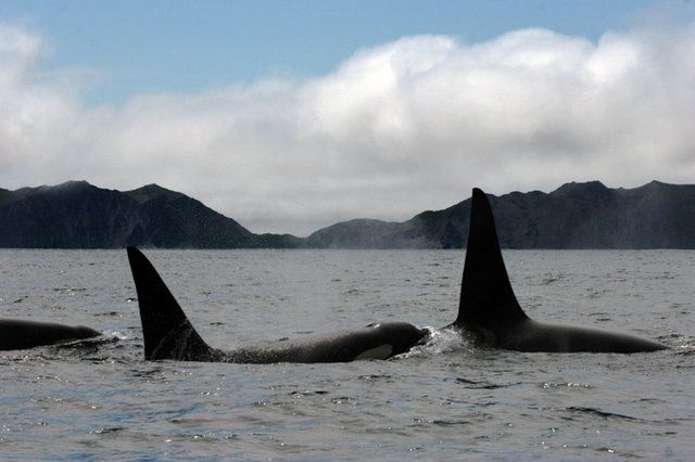 orca whale