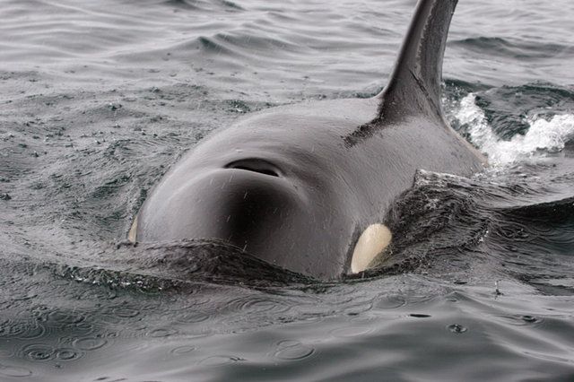 orca whale