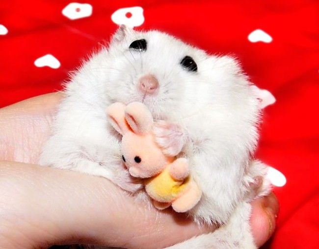 charming hamster with an unusually expressive eyes