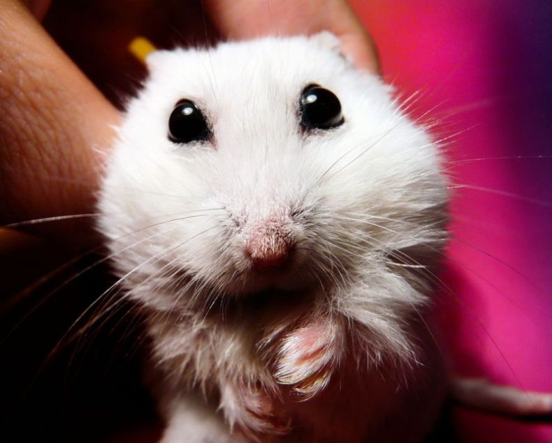 charming hamster with an unusually expressive eyes