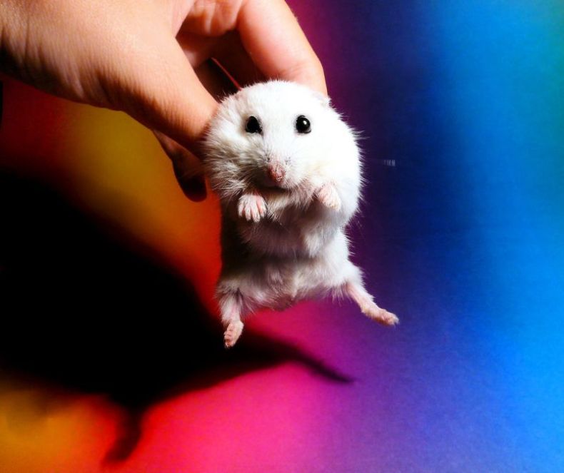 charming hamster with an unusually expressive eyes