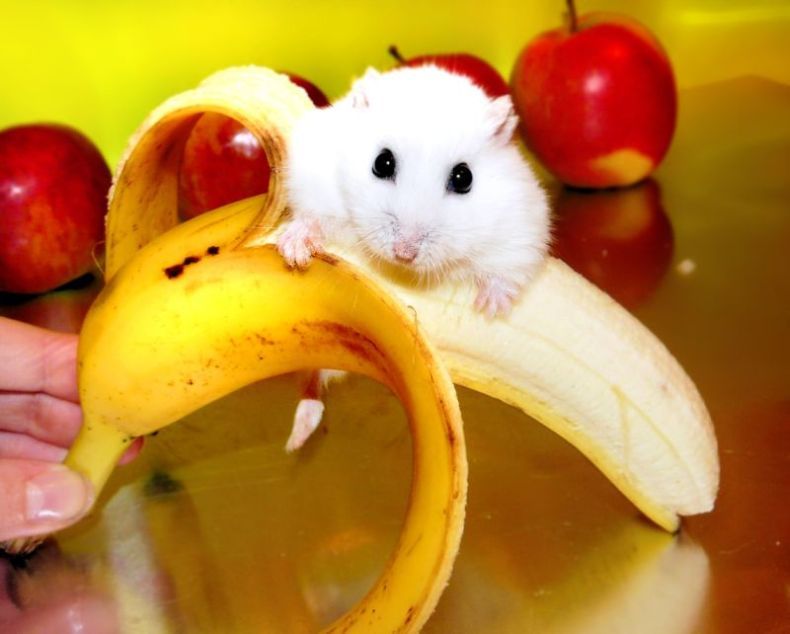 charming hamster with an unusually expressive eyes